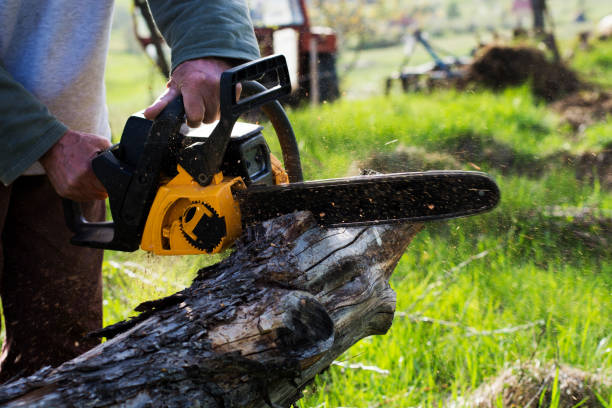 Reliable Gloversville, NY Tree Services Solutions